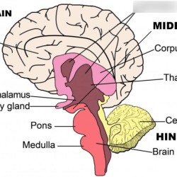 Ap psychology unit 1 terms