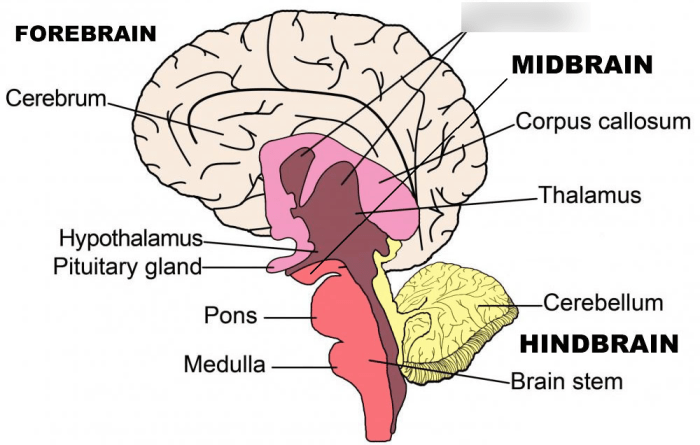 Ap psychology unit 1 terms