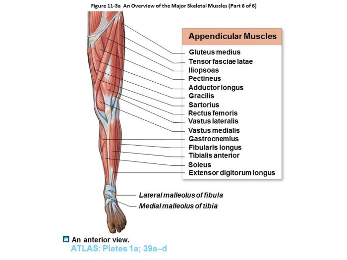 Muscles limb chegg