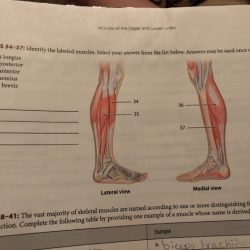 Lesson 5.3 identifying muscles of the lower limb