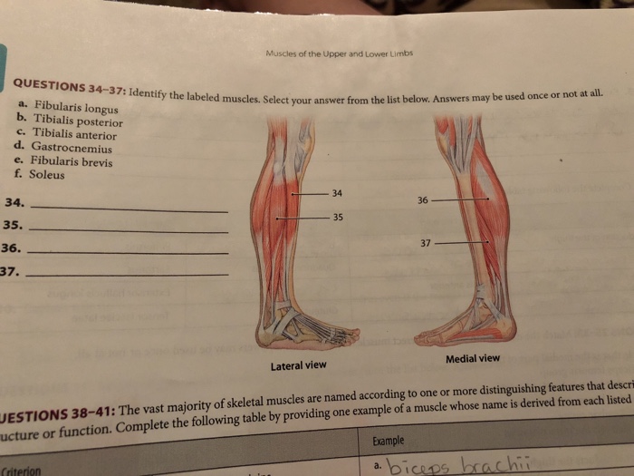 Lesson 5.3 identifying muscles of the lower limb