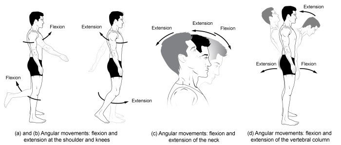 Identify the types of joint movements numbered in figure 18.5