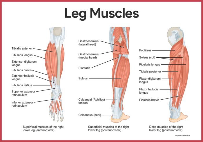 Lesson 5.3 identifying muscles of the lower limb