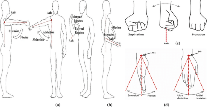 Identify the types of joint movements numbered in figure 18.5