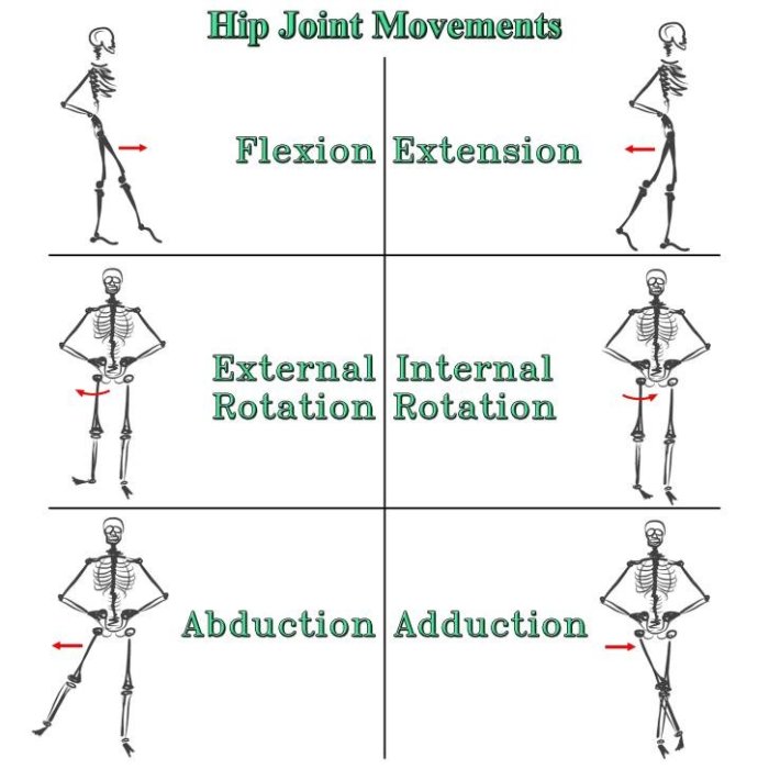 Anatomical movements directional objectives properly hyperextension