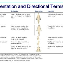 The human body an orientation worksheet answers