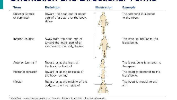 The human body an orientation worksheet answers