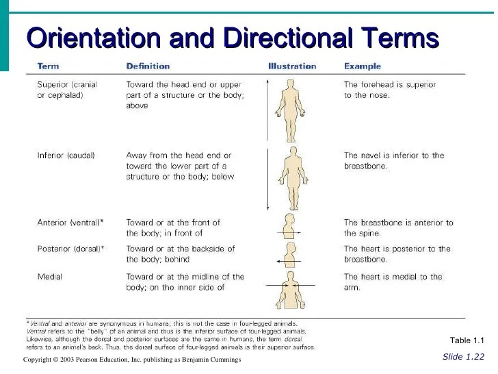 The human body an orientation worksheet answers