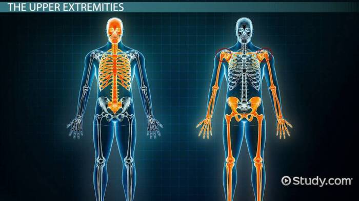 The human body an orientation worksheet answers